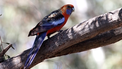 Platycercus elegans adelaidae