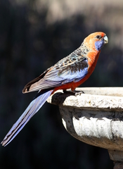 Platycercus elegans adelaidae