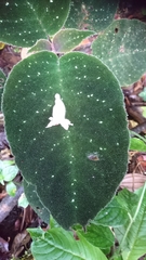 Drymonia droseroides