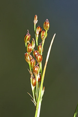 Juncus gracillimus