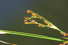 Juncus gracillimus