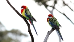 Platycercus eximius diemenensis