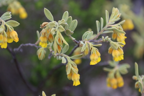 Velvet Dollsrose (Hermannia velutina)