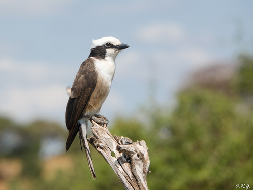 White-rumped Shrike