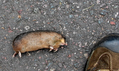 Amblysomus hottentotus