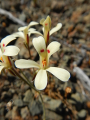 Pelargonium nervifolium