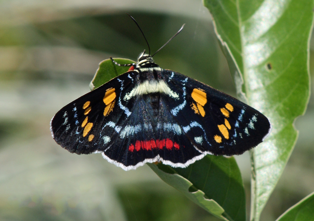 Agarista