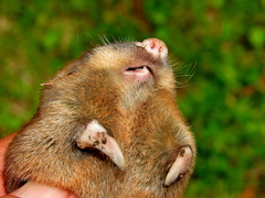 Amblysomus hottentotus