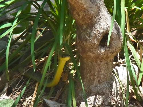 Common Tree Snake sighting