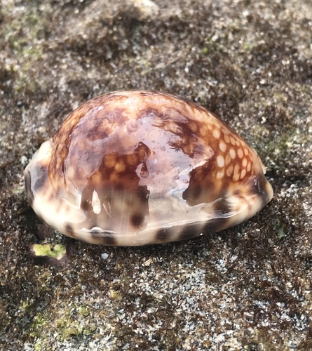 Mauritia maculifera