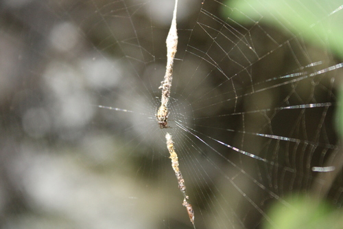 Cyclosa maderiana