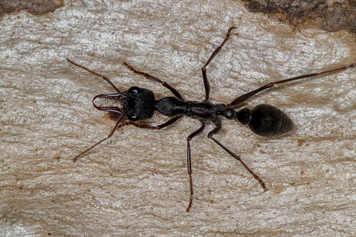 Inch Ant