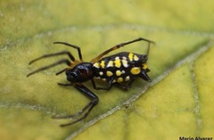 Micrathena funebris