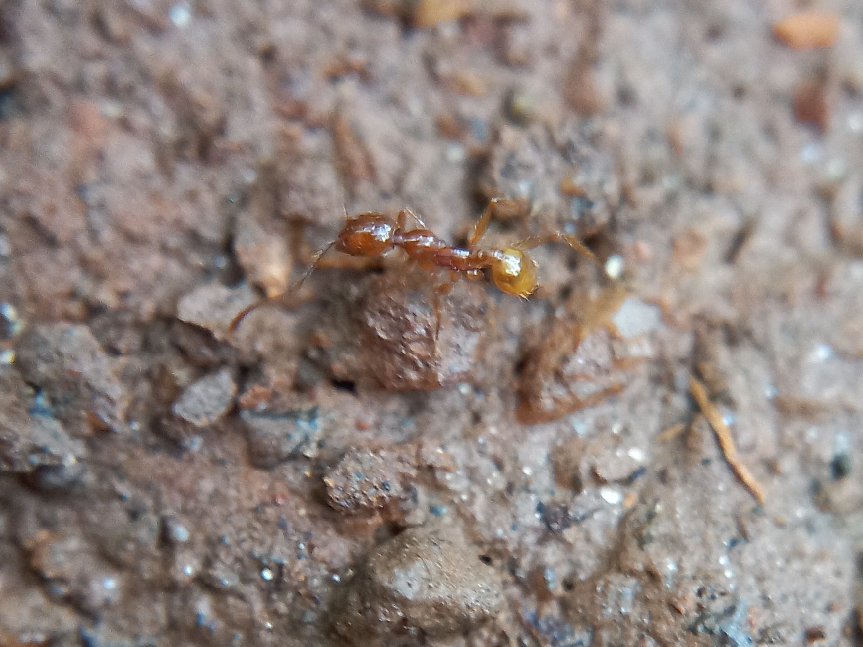 Pheidole roberti