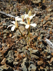 Pelargonium nervifolium