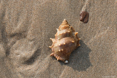Bursidae