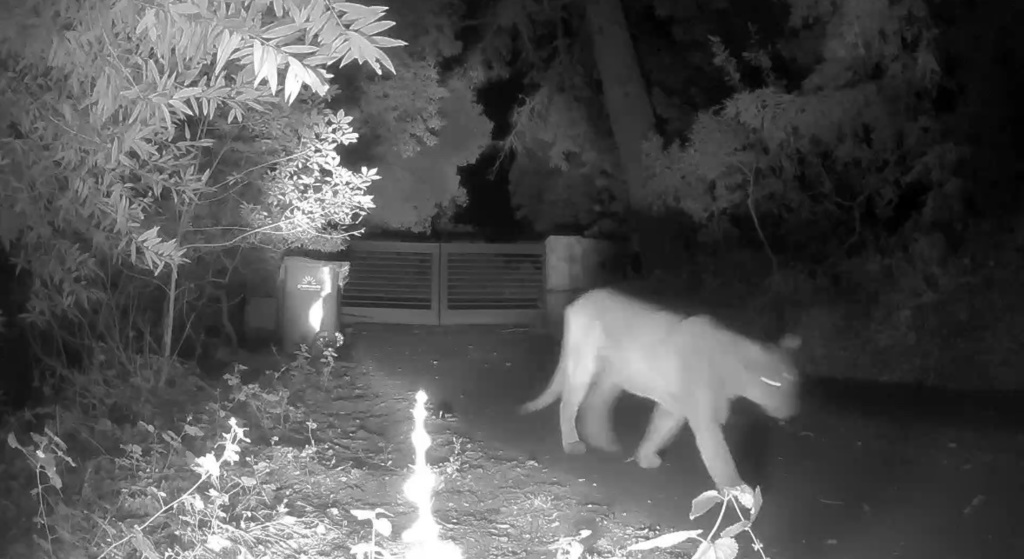 Mountain Lion In August 2023 By Christin New Security Trailcam   Large 