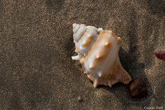 Bursidae