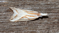 Arotrophora arcuatalis