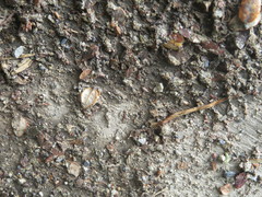 Neocicindela garnerae