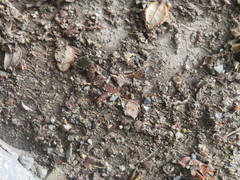 Neocicindela garnerae