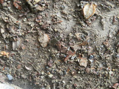 Neocicindela garnerae
