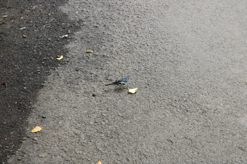 Canary Islands Chaffinch (Fringilla canariensis), photo 9