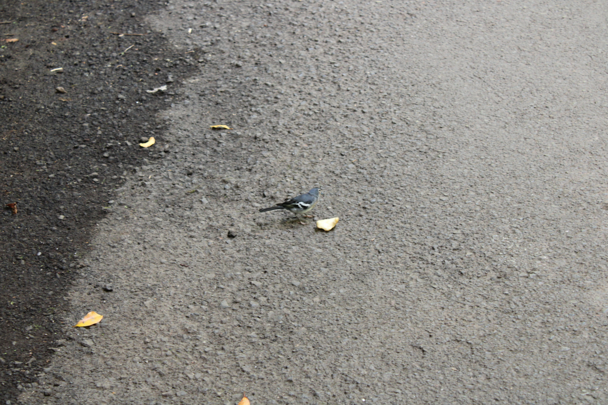 Canary Islands Chaffinch (Fringilla canariensis)
