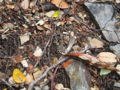 Neocicindela garnerae