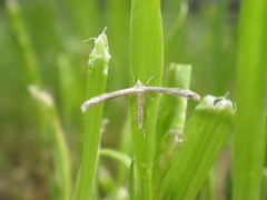 Pterophorinae