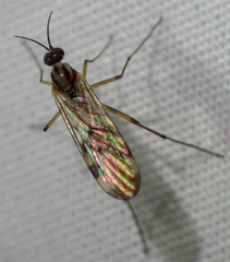 Sylvicola fenestralis
