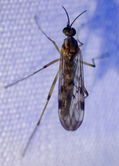 Sylvicola fenestralis