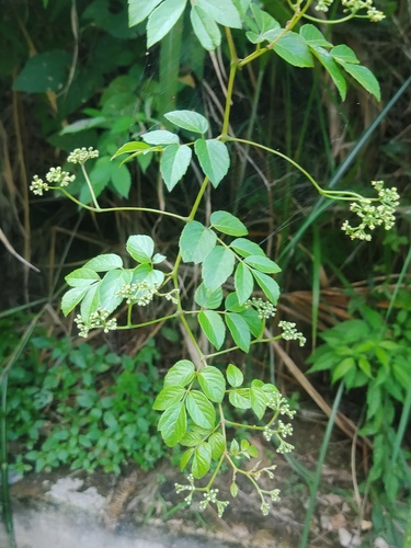 Ampelopsis cantoniensis iNat (2)