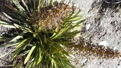 Aciphylla kirkii