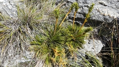 Aciphylla montana