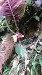 Drymonia droseroides