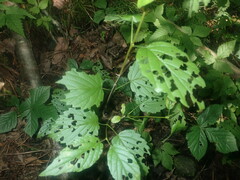Viburnum recognitum image