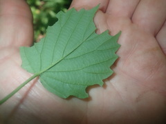 Viburnum recognitum image