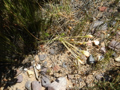 Pelargonium pillansii