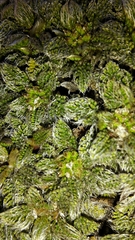 Anisotome imbricata imbricata