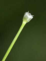 Eriocaulon chinorossicum