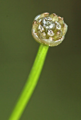 Eriocaulon chinorossicum