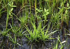 Eriocaulon chinorossicum