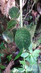 Drymonia droseroides