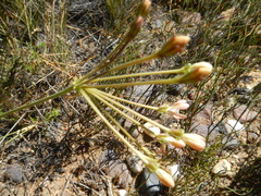 Pelargonium pillansii
