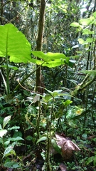 Spigelia