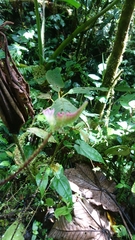 Spigelia