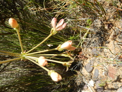 Pelargonium pillansii