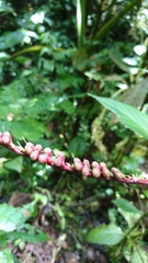 Spigelia