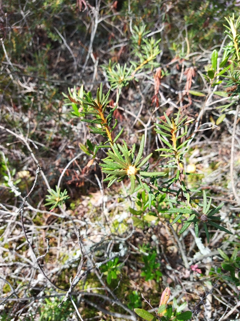 marsh Labrador tea from Gdovskiy rayon, RU-PS, RU on August 5, 2023 at ...